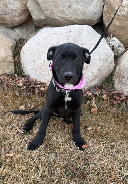 TE QUEIRO - Pit Bull Terrier / Labrador Retriever available for adoption