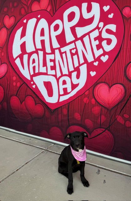 TE QUEIRO - Pit Bull Terrier / Labrador Retriever available for adoption