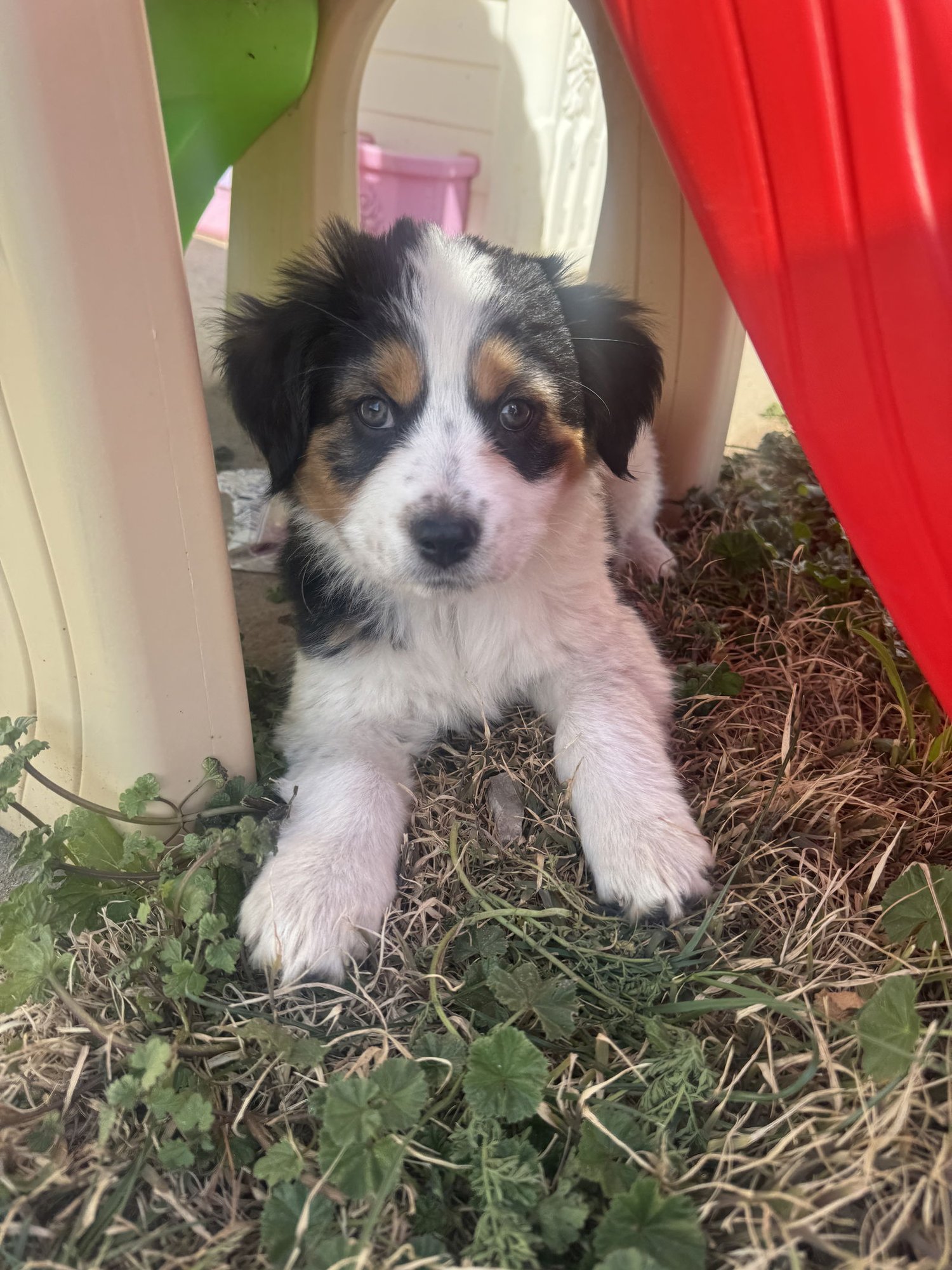 CALLIOPE - Collie available for adoption