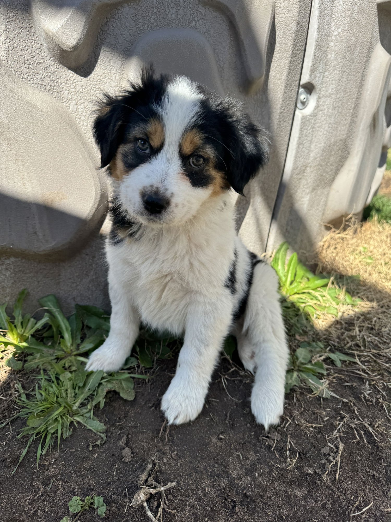 CALLIOPE - Collie available for adoption