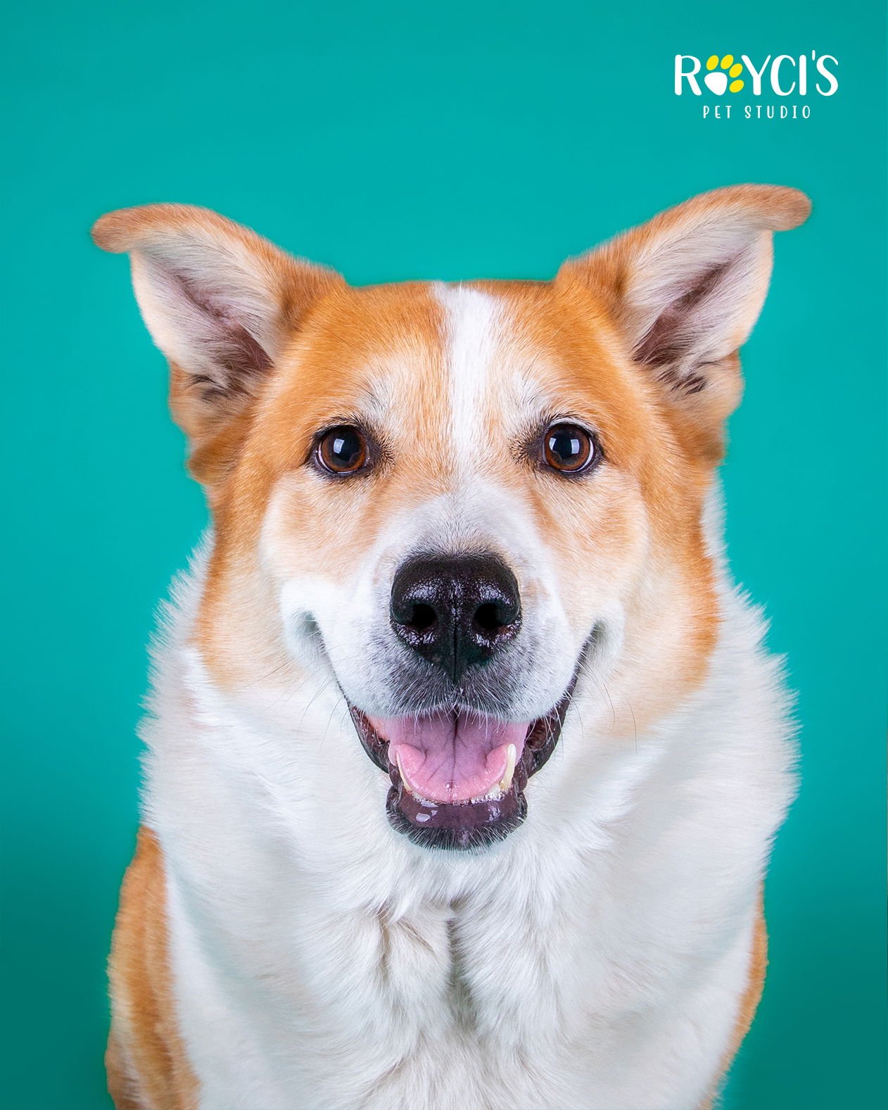 FLOPSY PANTS - Border Collie available for adoption