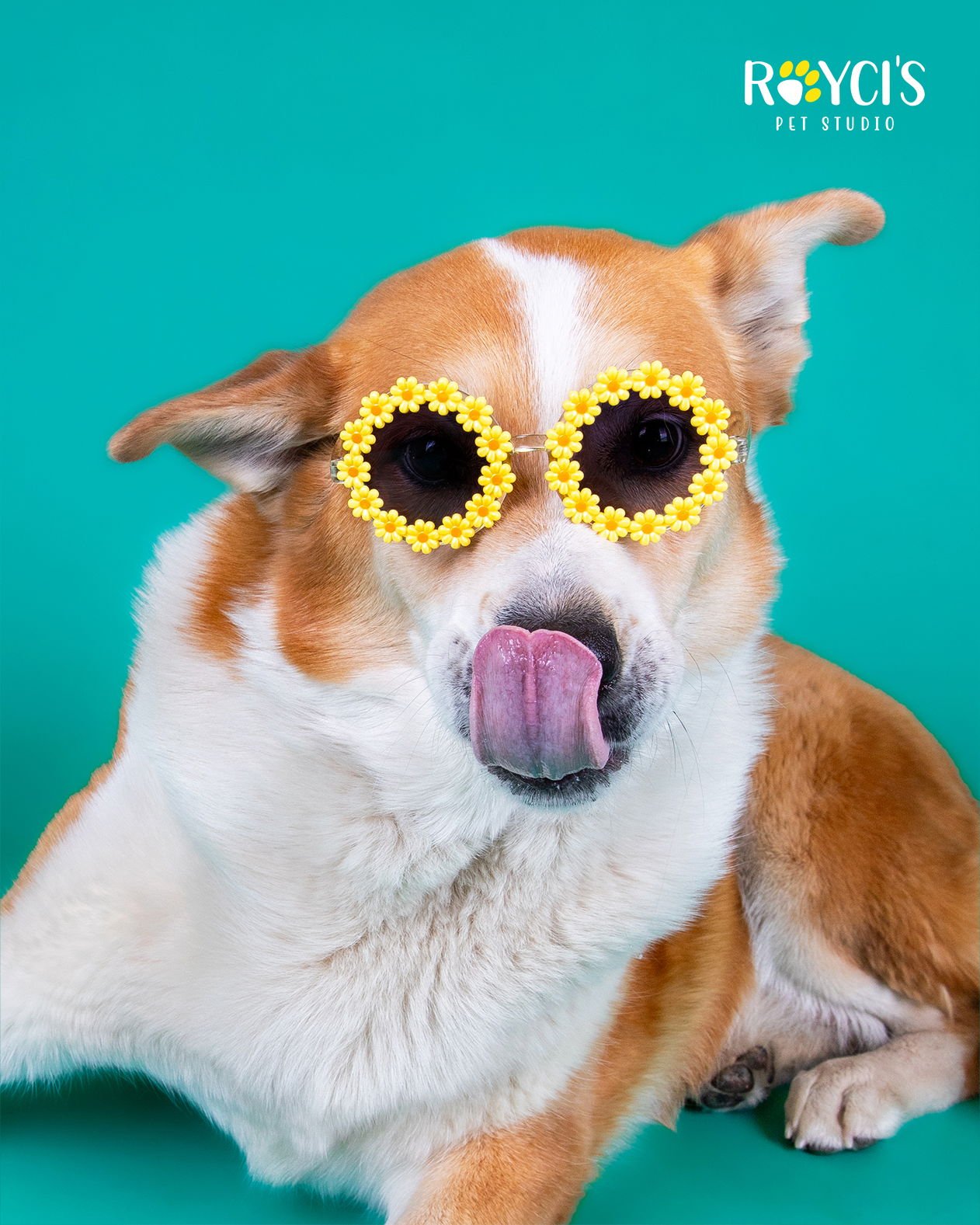 FLOPSY PANTS - Border Collie available for adoption