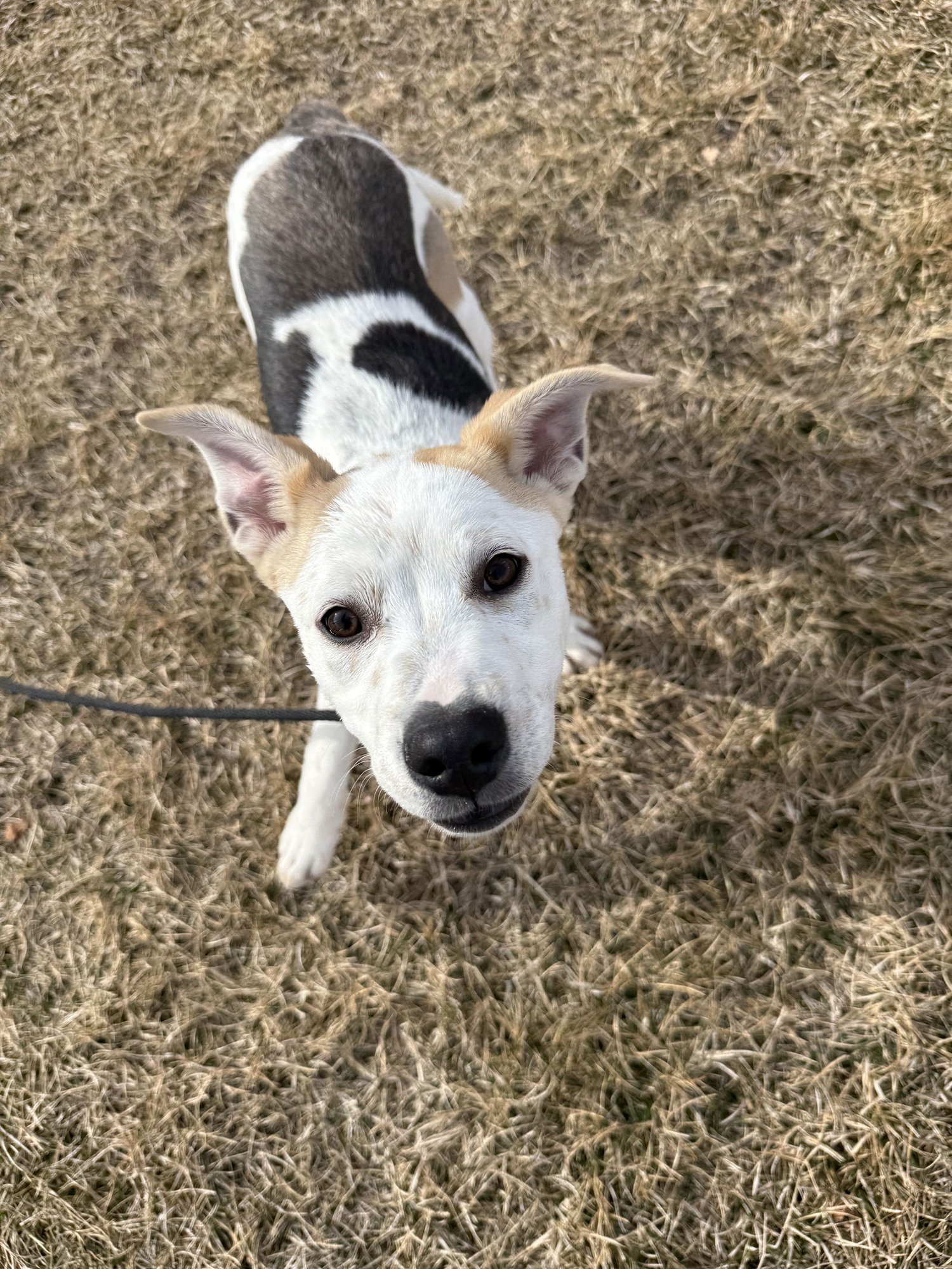 CUPCAKE GIRL - Shepherd available for adoption