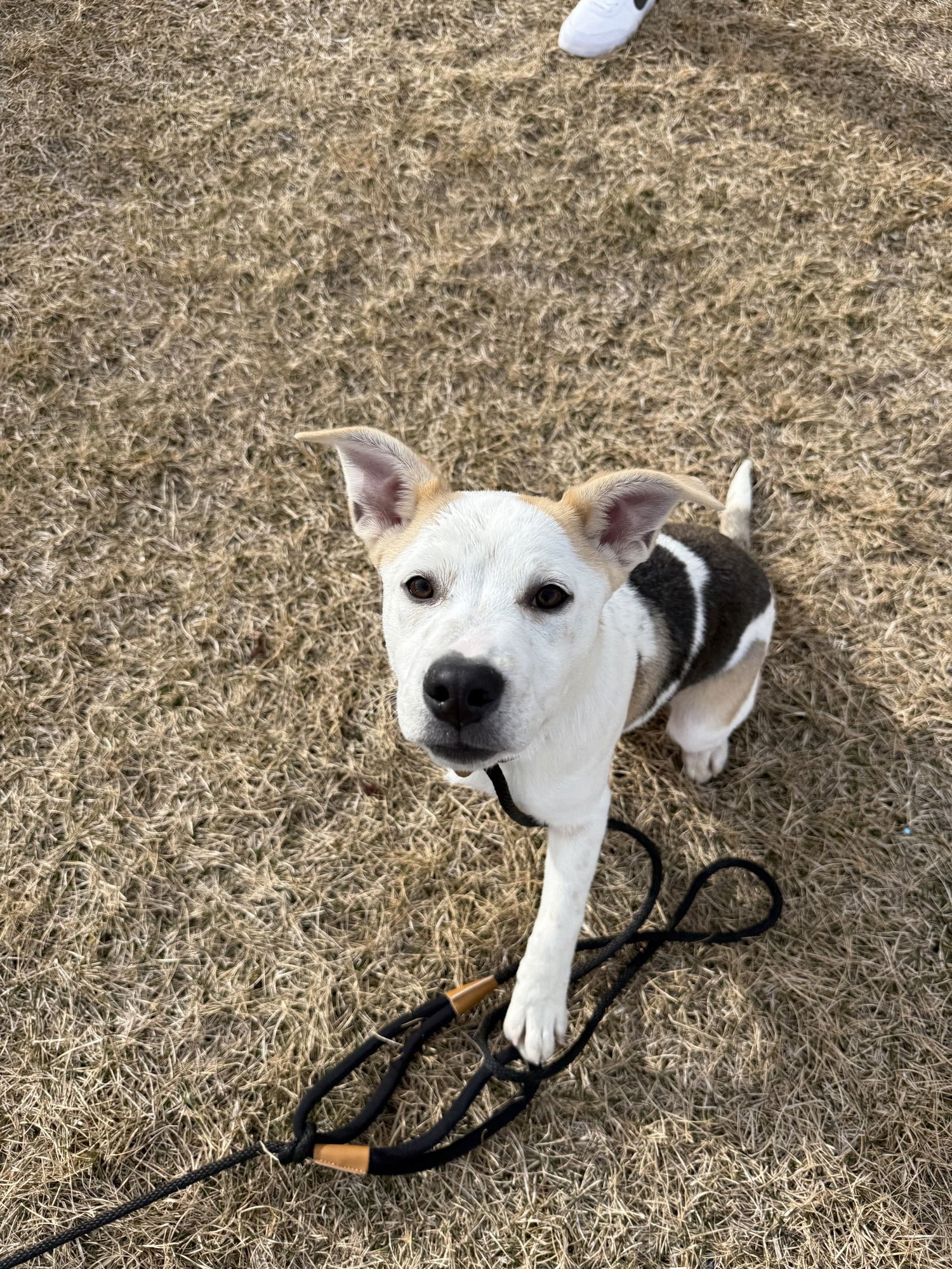 CUPCAKE GIRL - Shepherd available for adoption