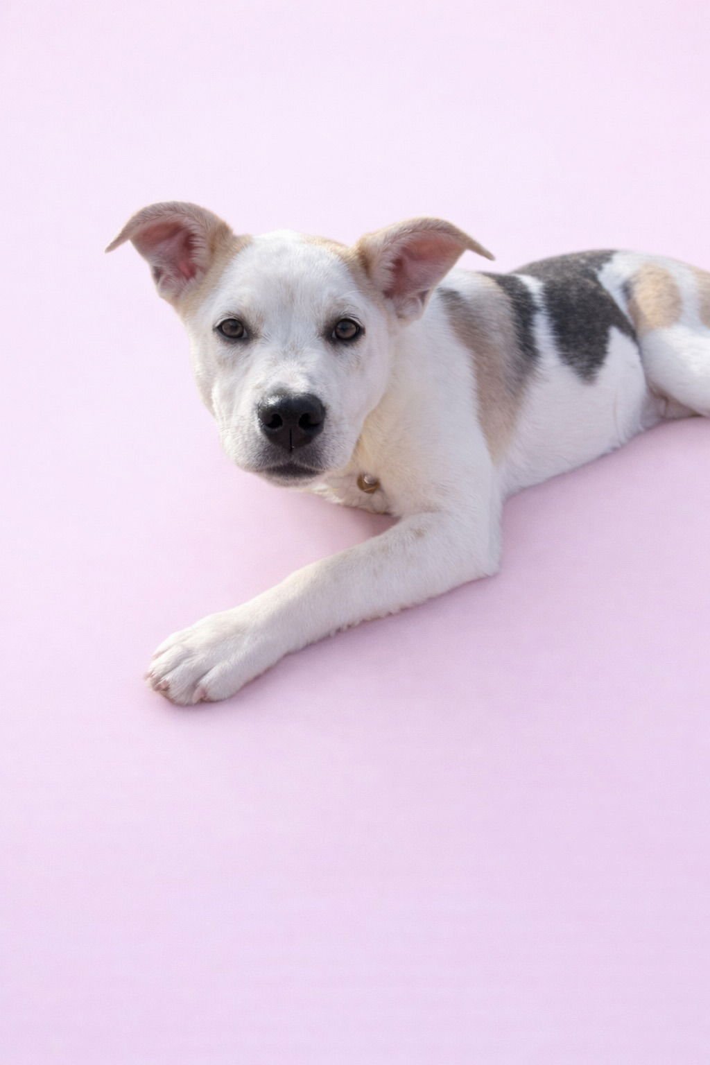 Cupcake Girl - Photo 3