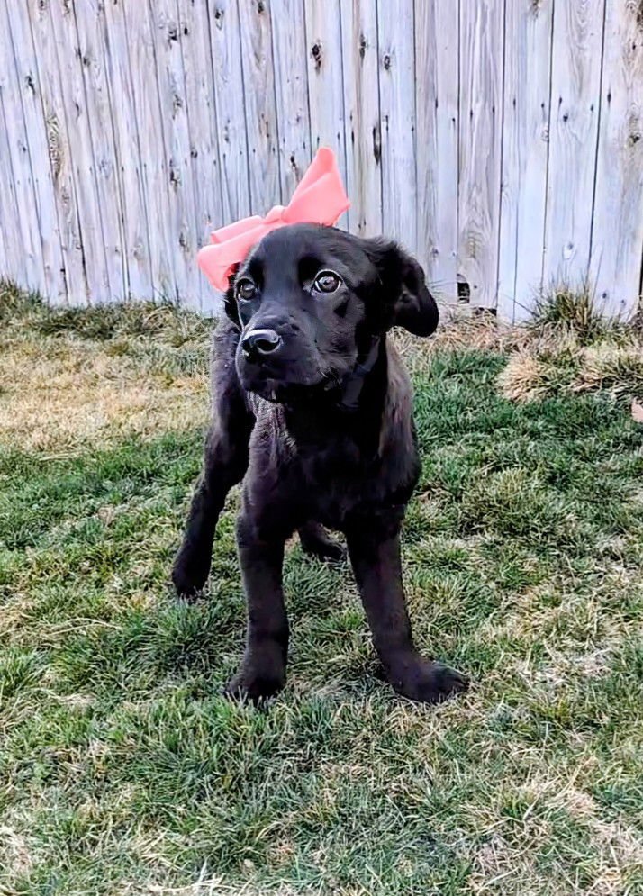 ARLAH - Collie available for adoption