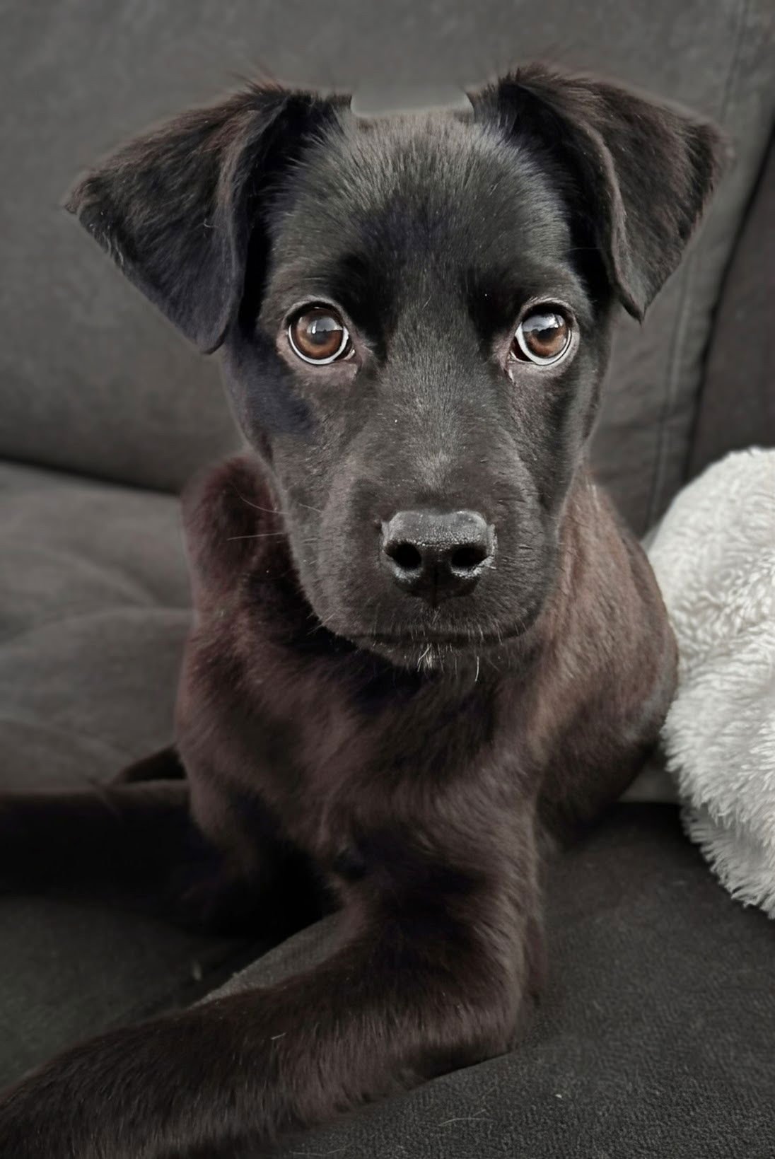 ARLAH - Collie available for adoption