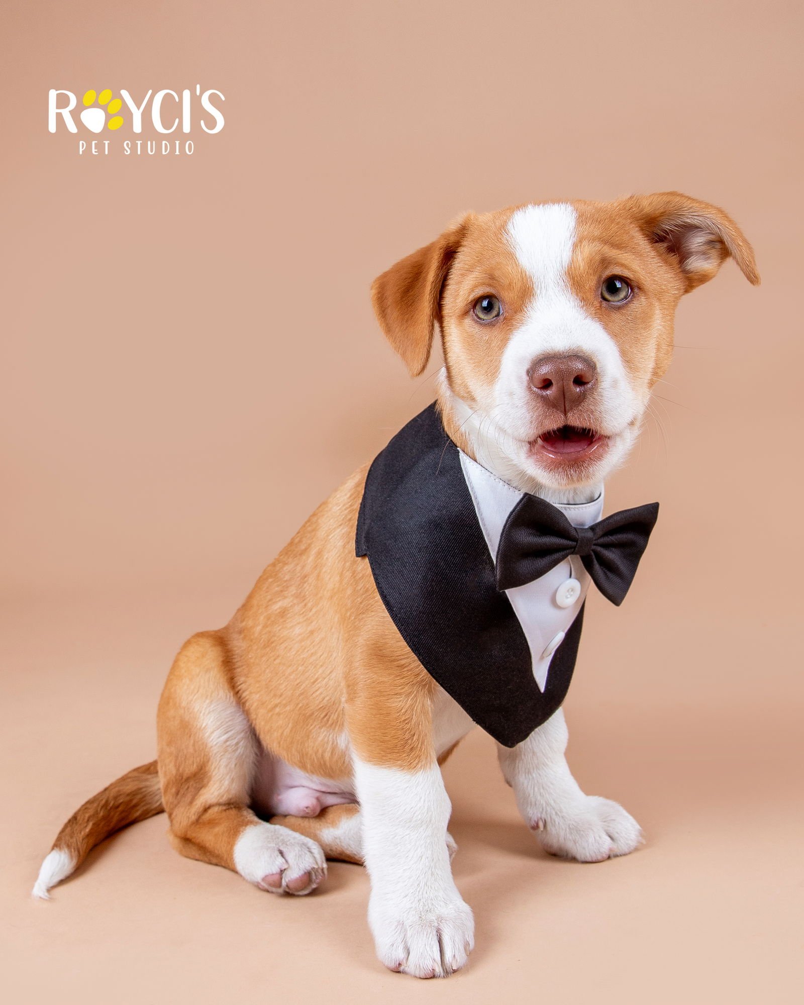 DEAN MARTIN - Parson Russell Terrier / Collie available for adoption