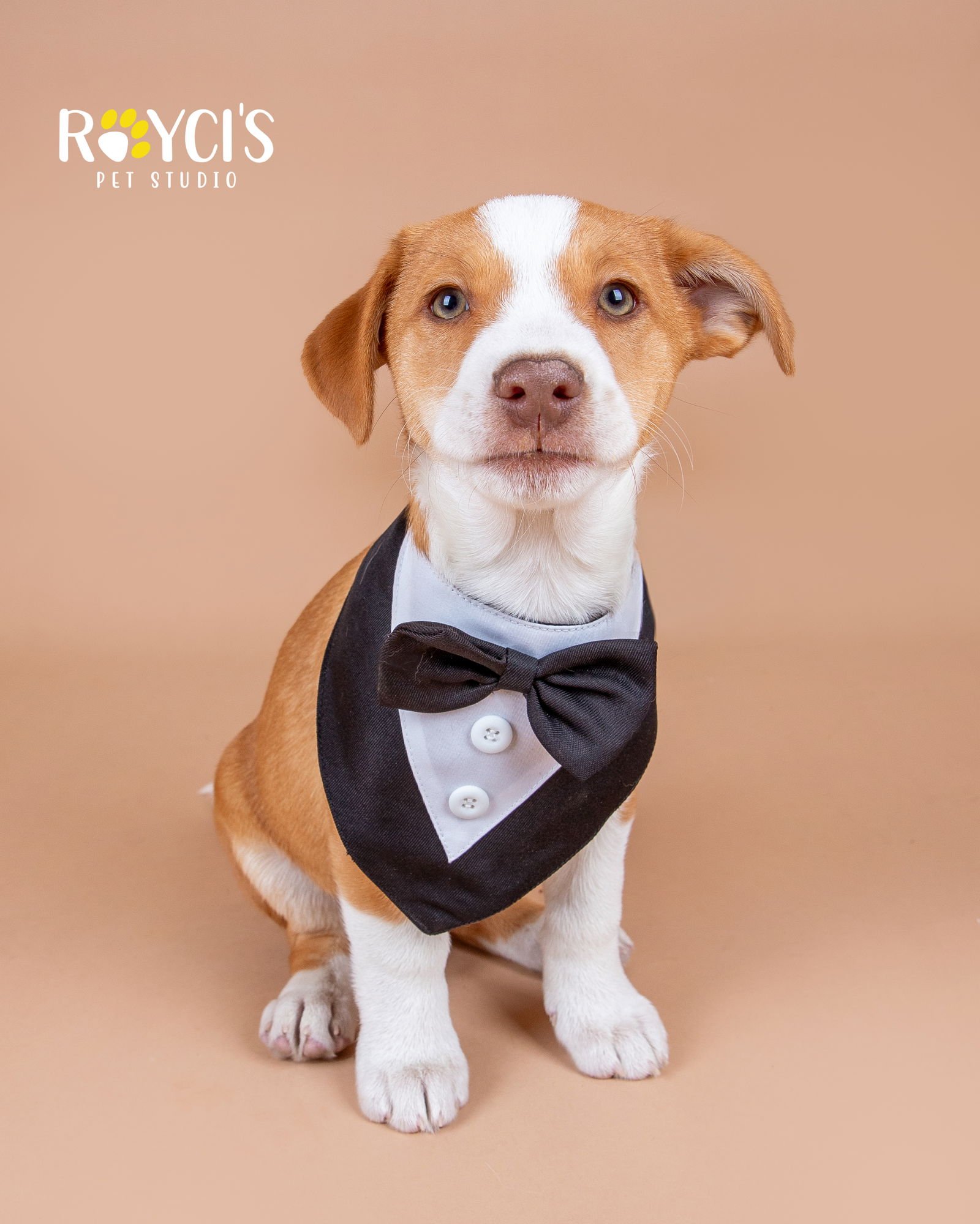 DEAN MARTIN - Parson Russell Terrier / Collie available for adoption