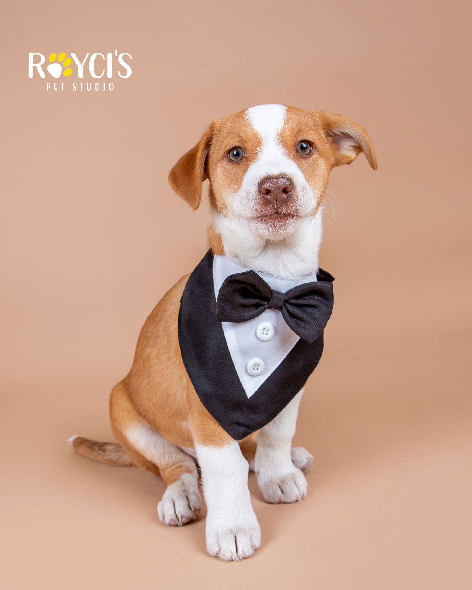 Dean Martin - Photo 11