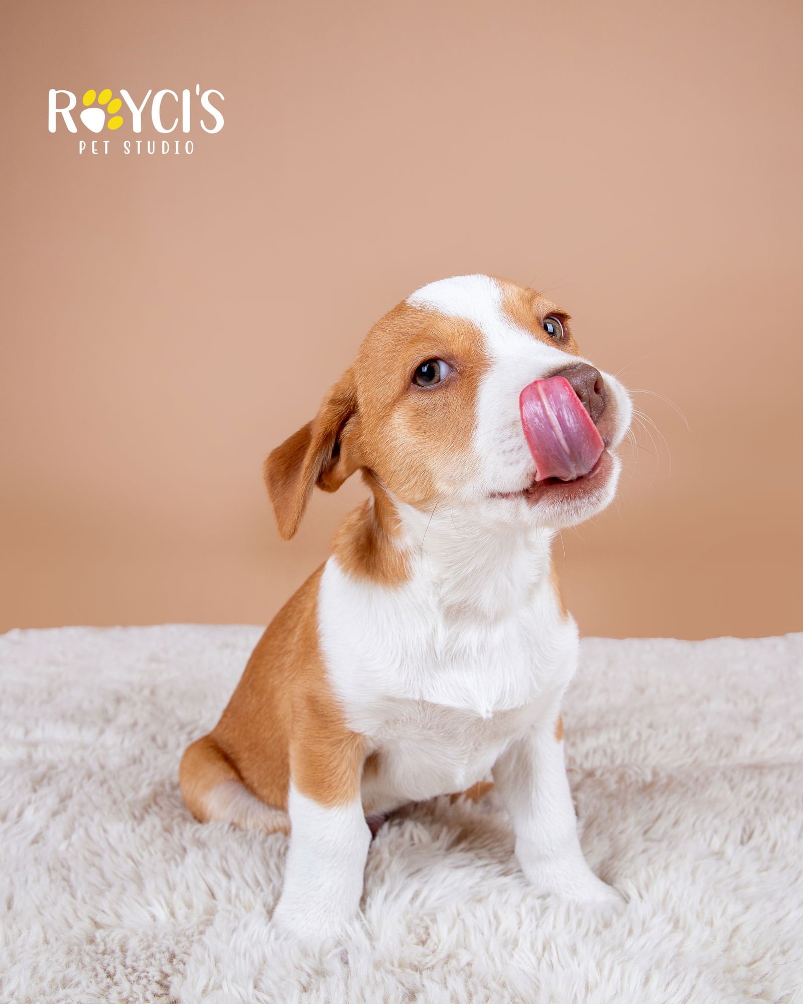 Dean Martin - Photo 4