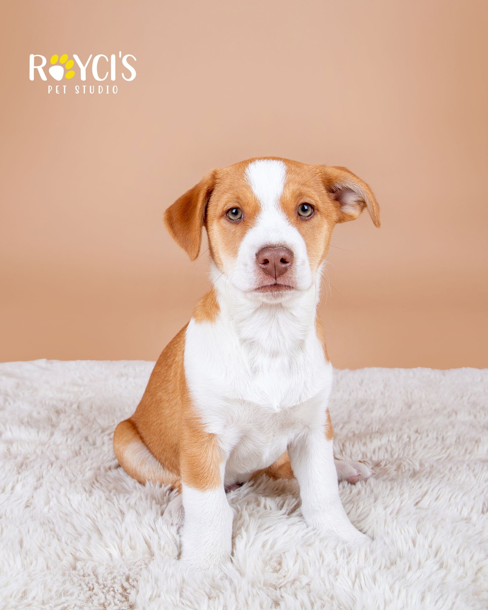 Dean Martin - Photo 5