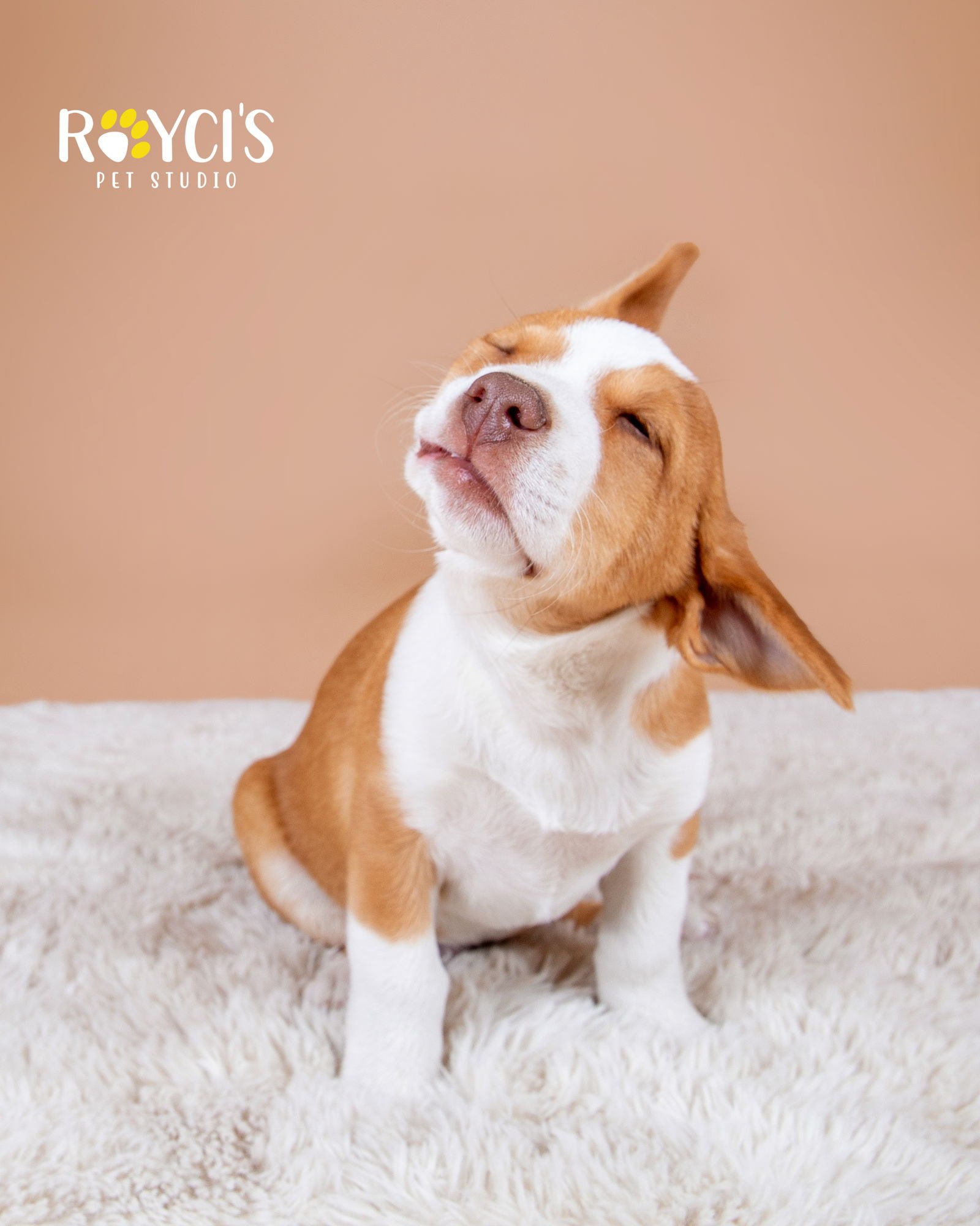 Dean Martin - Photo 6