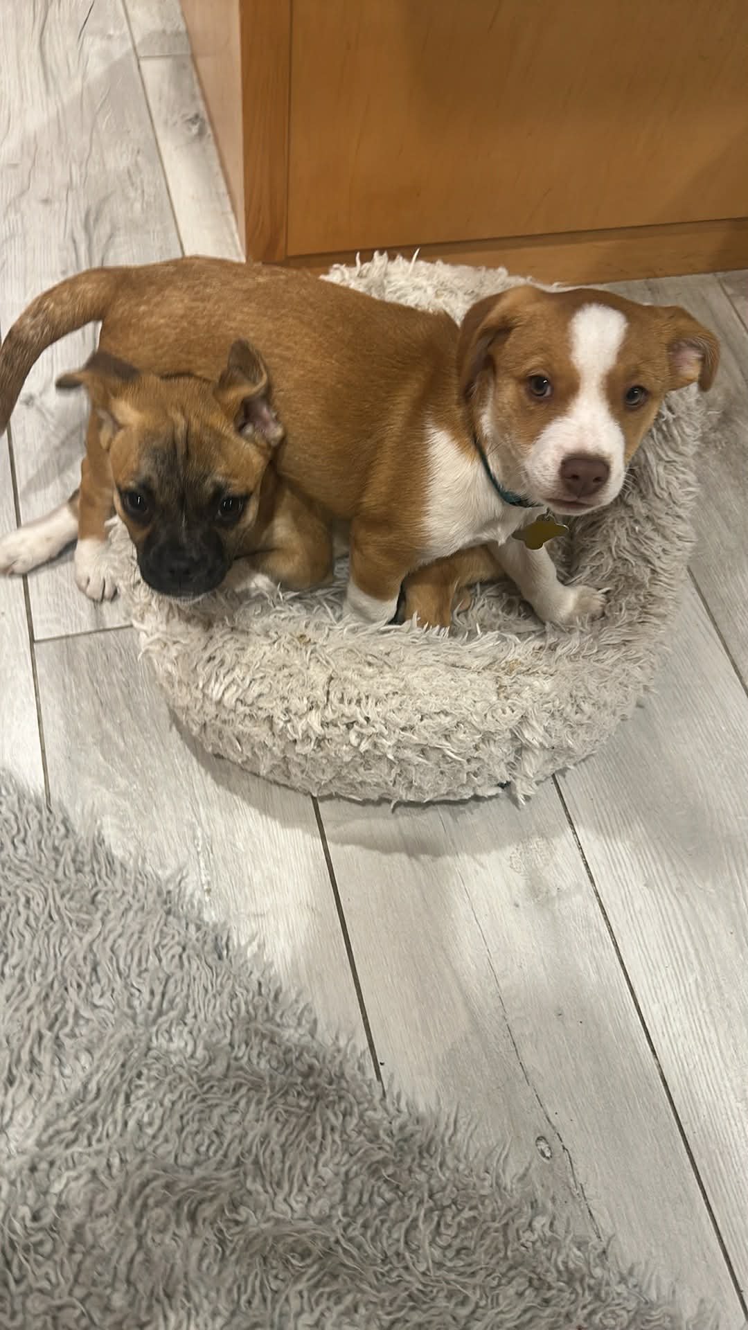 Dean Martin - Photo 7