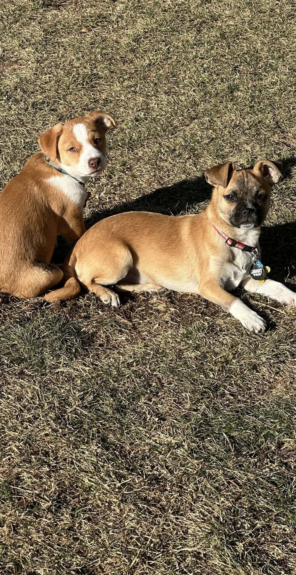 Dean Martin - Photo 8