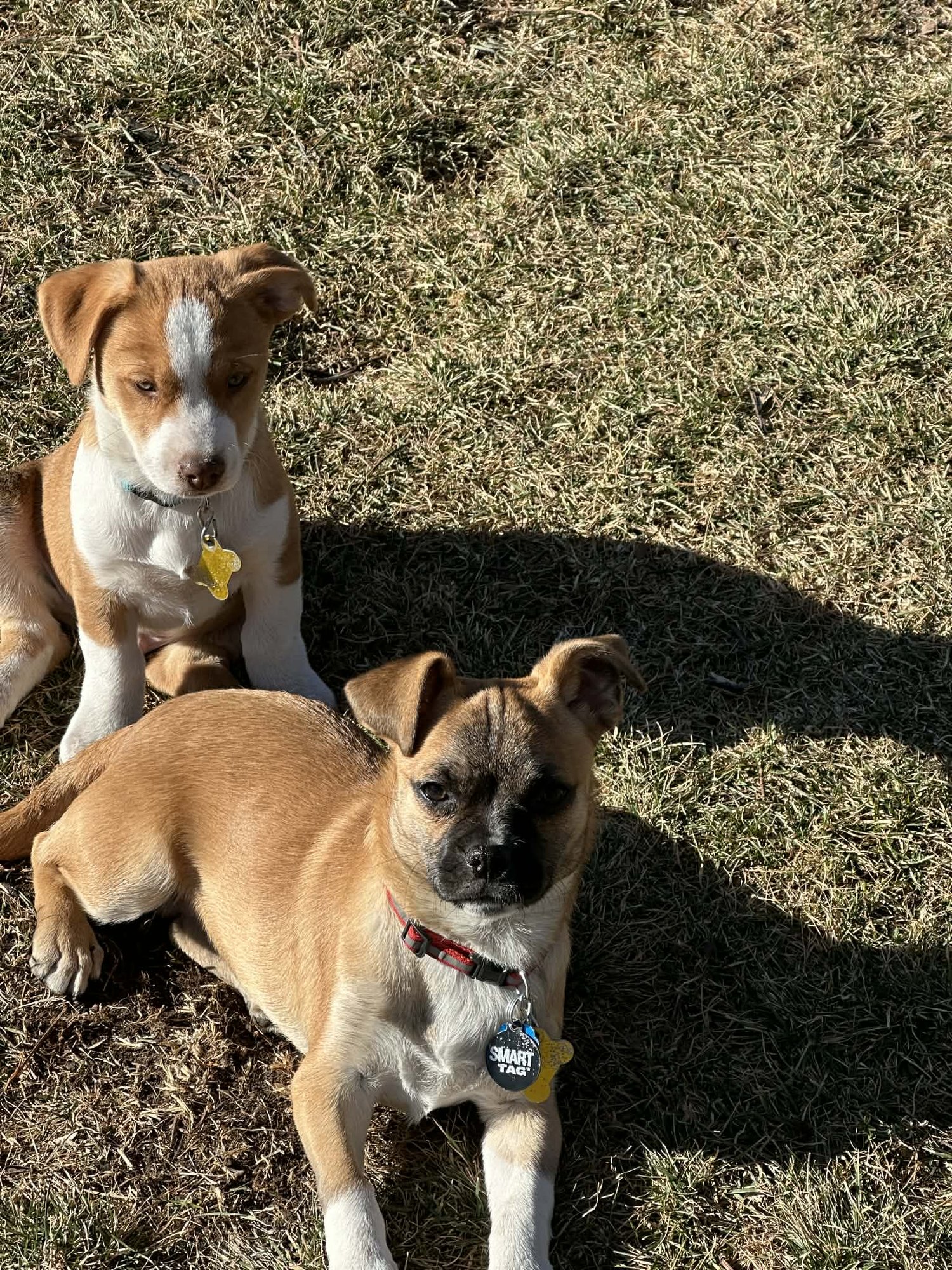 Dean Martin - Photo 9