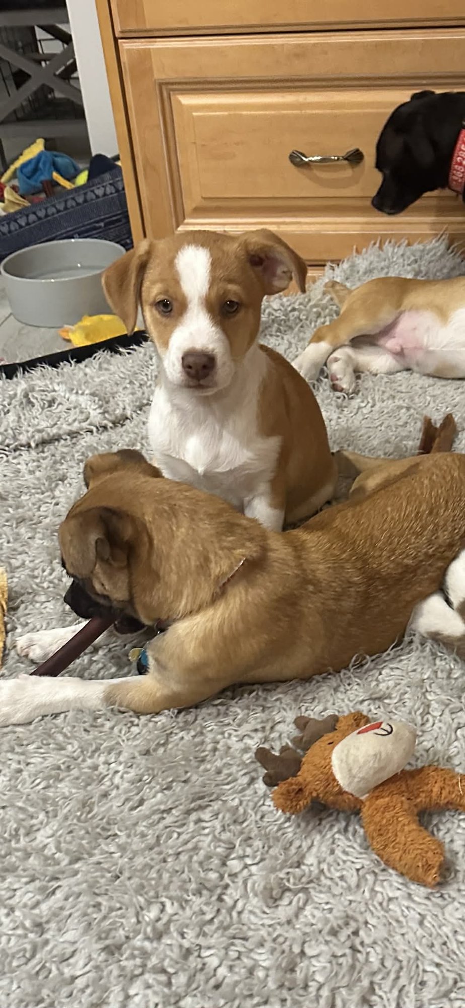 Dean Martin - Photo 10