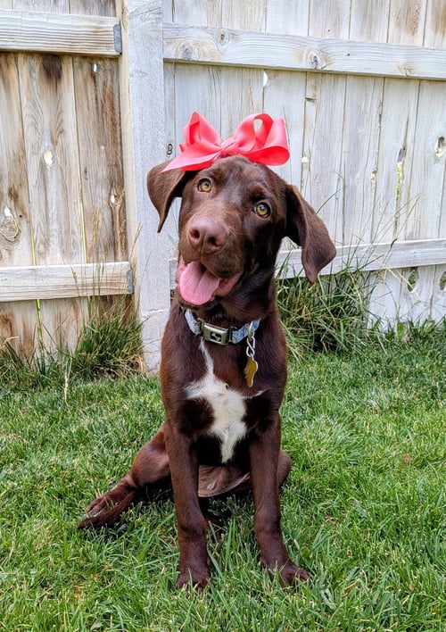 AMBER RAE - Labrador Retriever available for adoption
