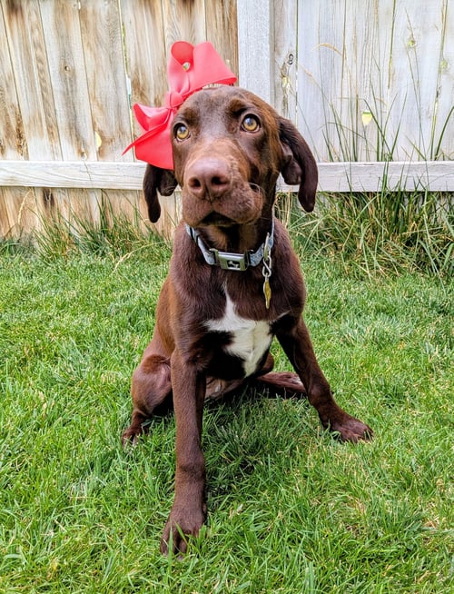 AMBER RAE - Labrador Retriever available for adoption