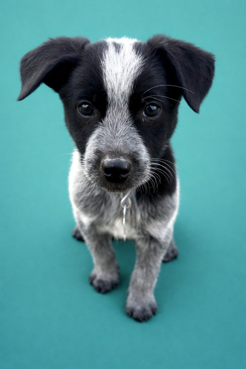 DUKE CABOOM - Cattle Dog available for adoption