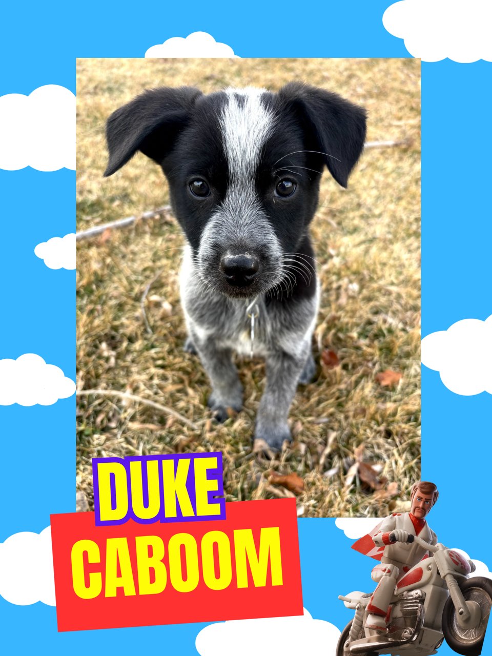 DUKE CABOOM - Cattle Dog available for adoption