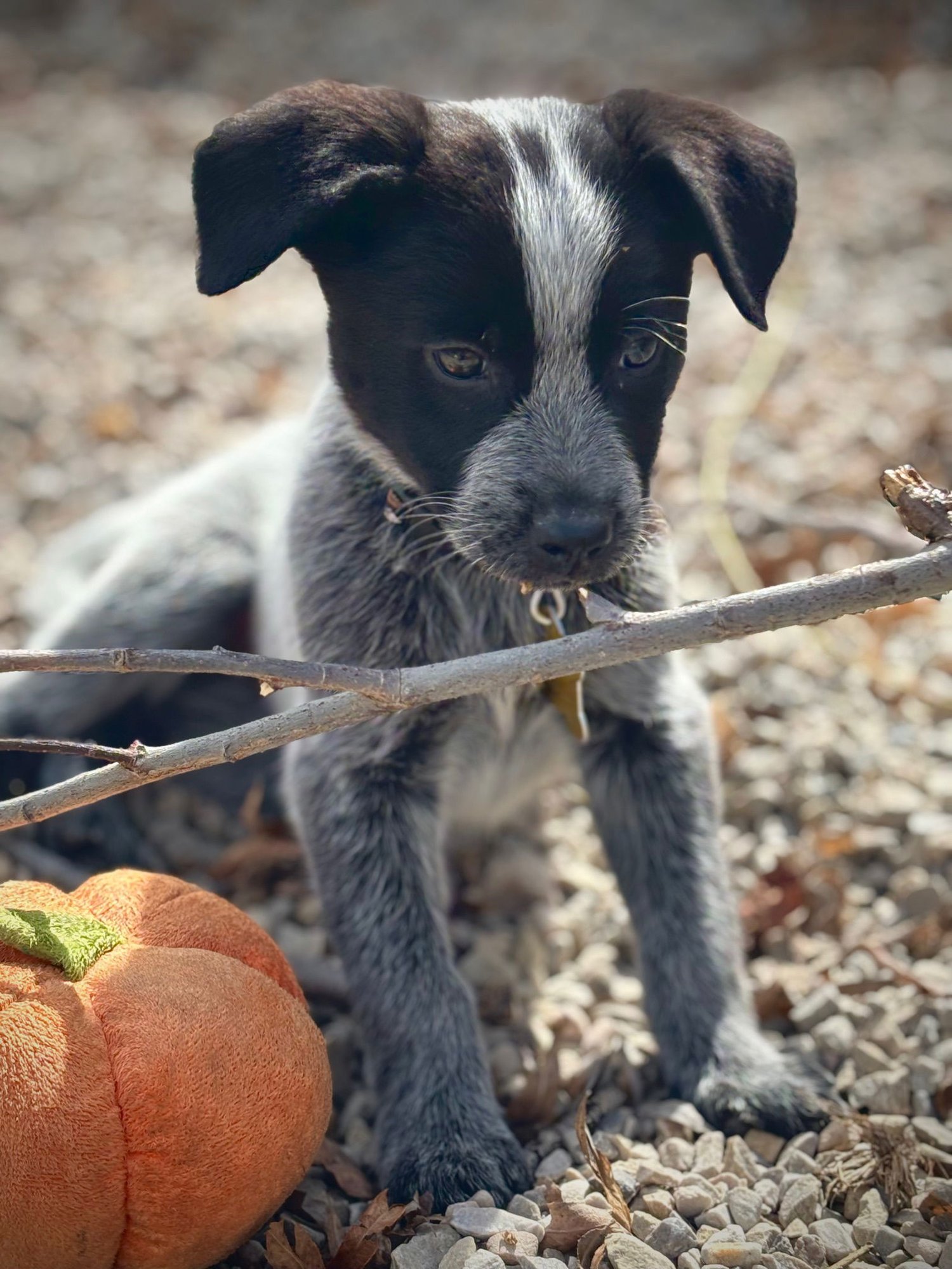 Duke Caboom - Photo 3