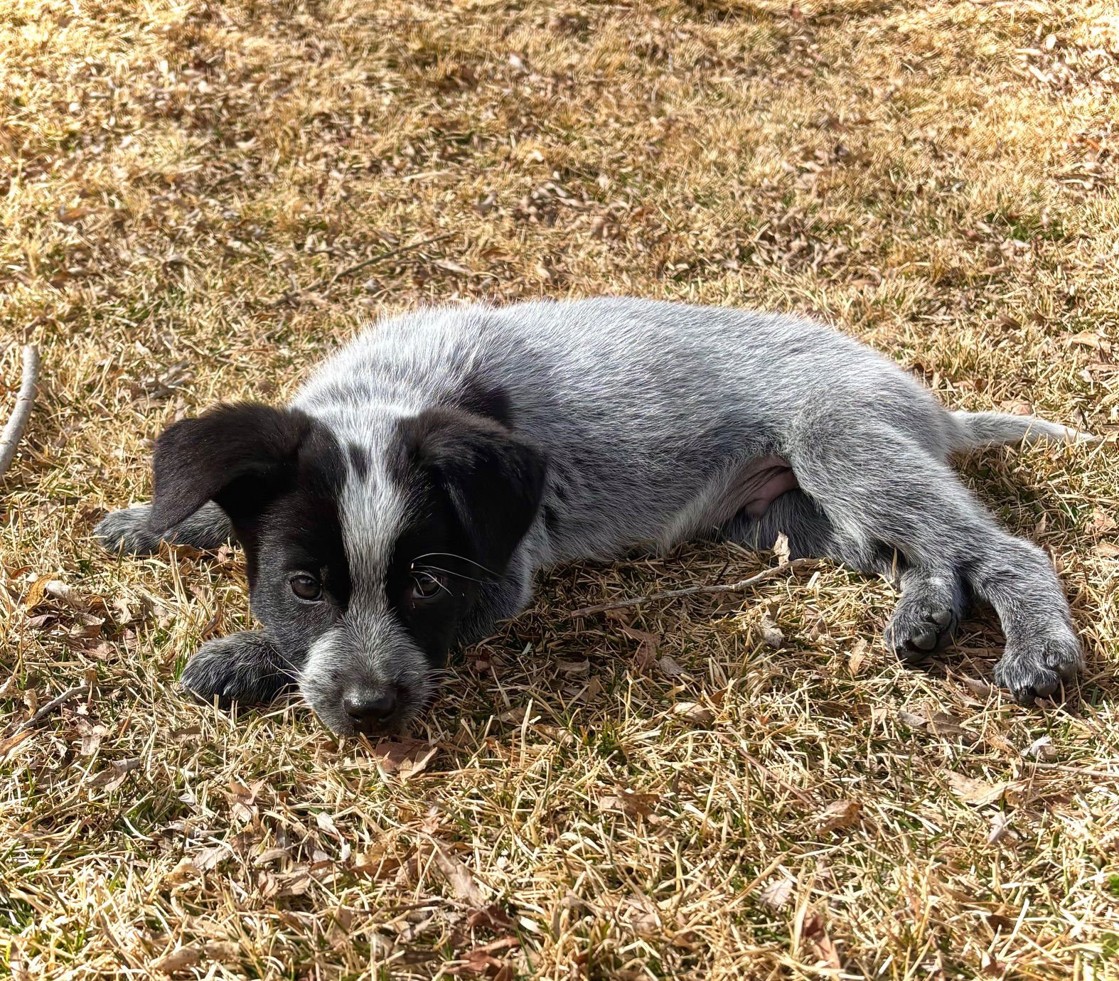 Duke Caboom - Photo 4