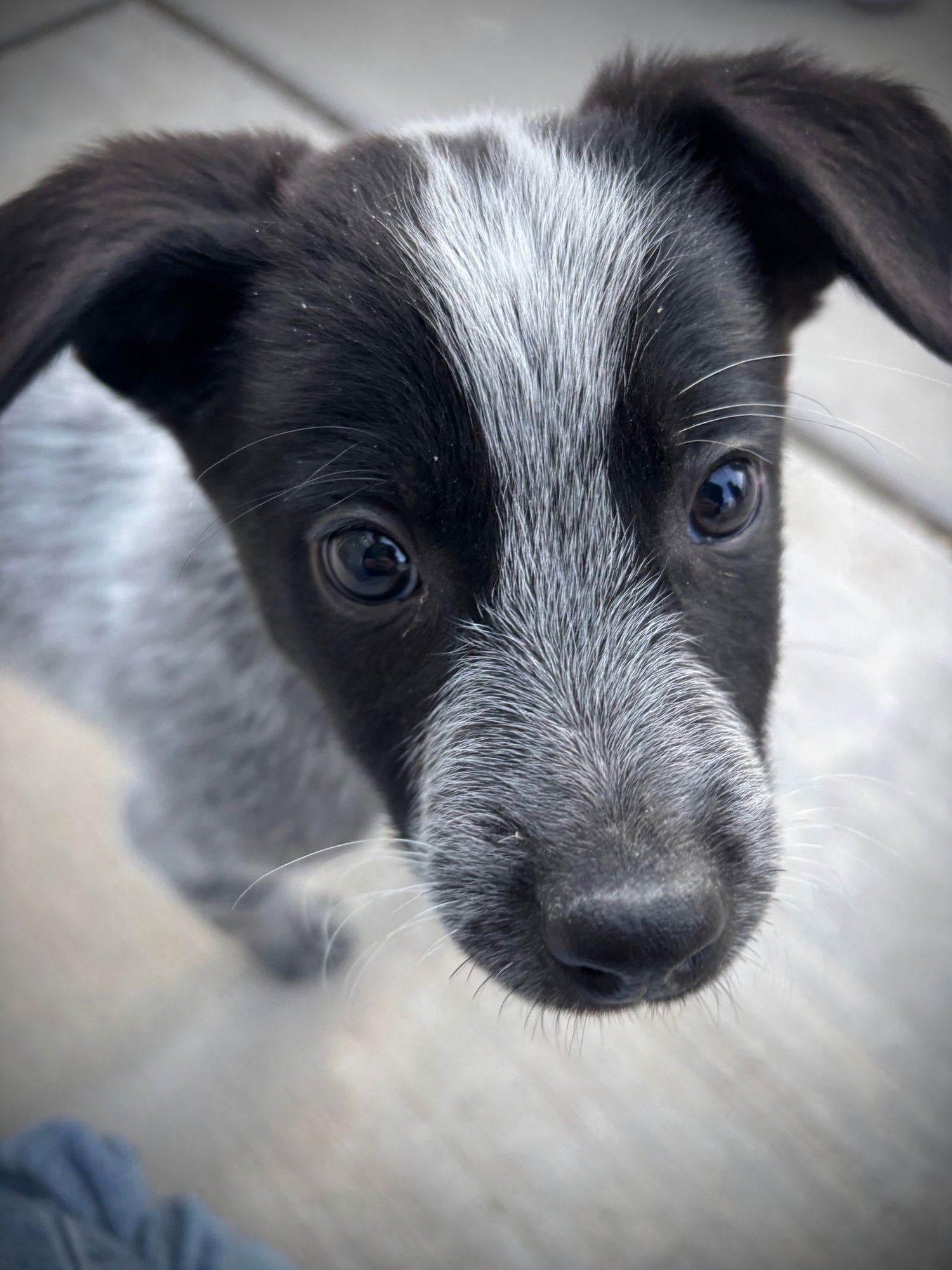 Duke Caboom - Photo 8