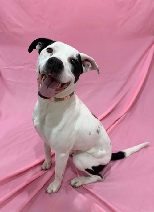 KESHA - Catahoula Leopard Dog / Boxer available for adoption