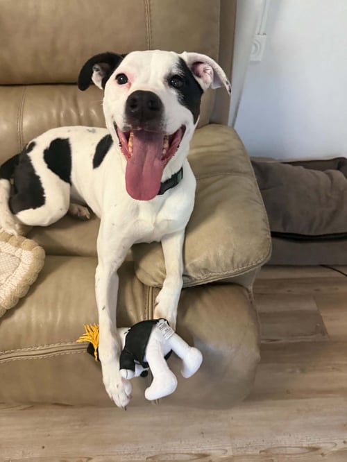 KESHA - Catahoula Leopard Dog / Boxer available for adoption
