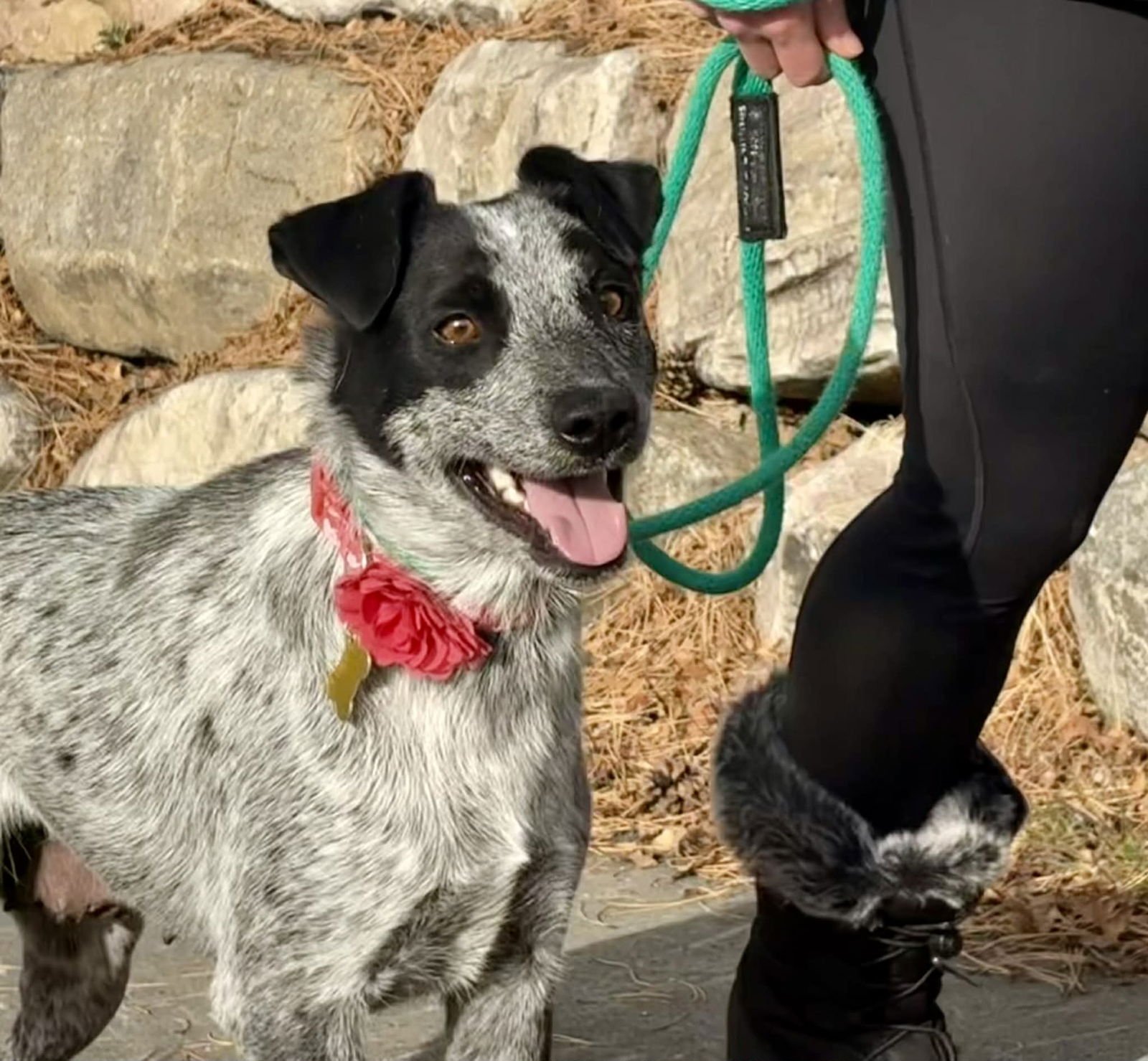 RAMBLE ON - Cattle Dog available for adoption
