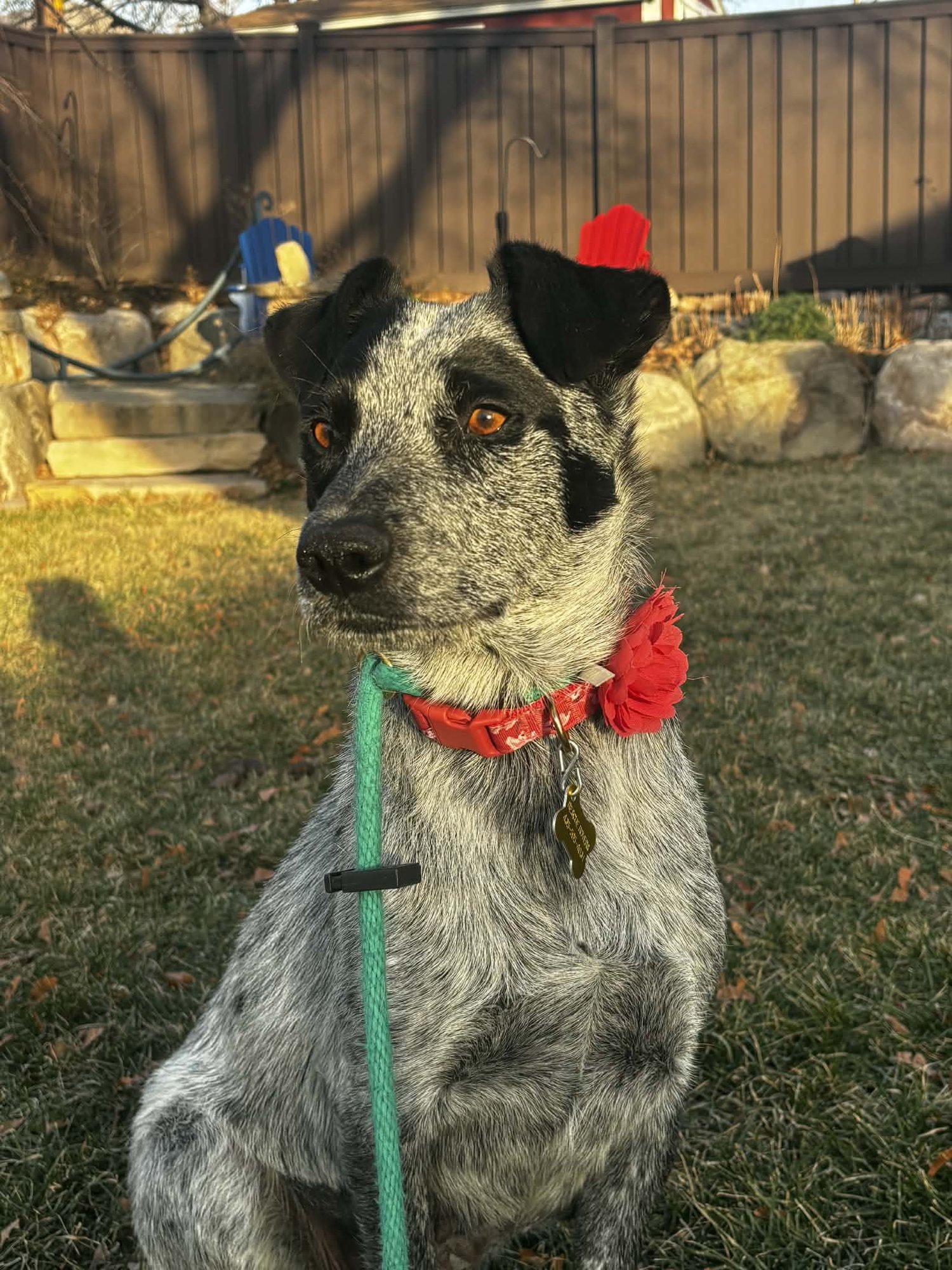 RAMBLE ON - Cattle Dog available for adoption