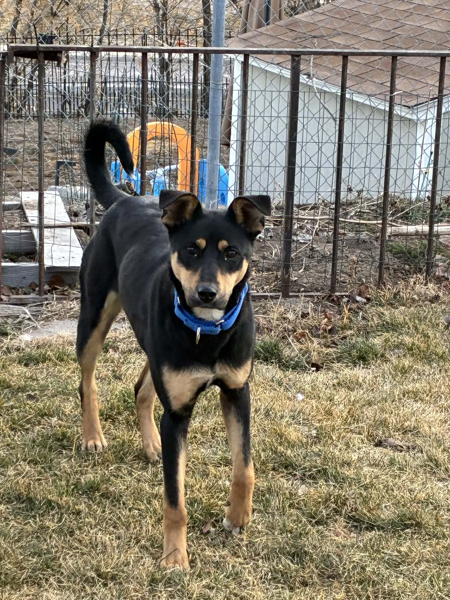 AZULA - Shepherd available for adoption