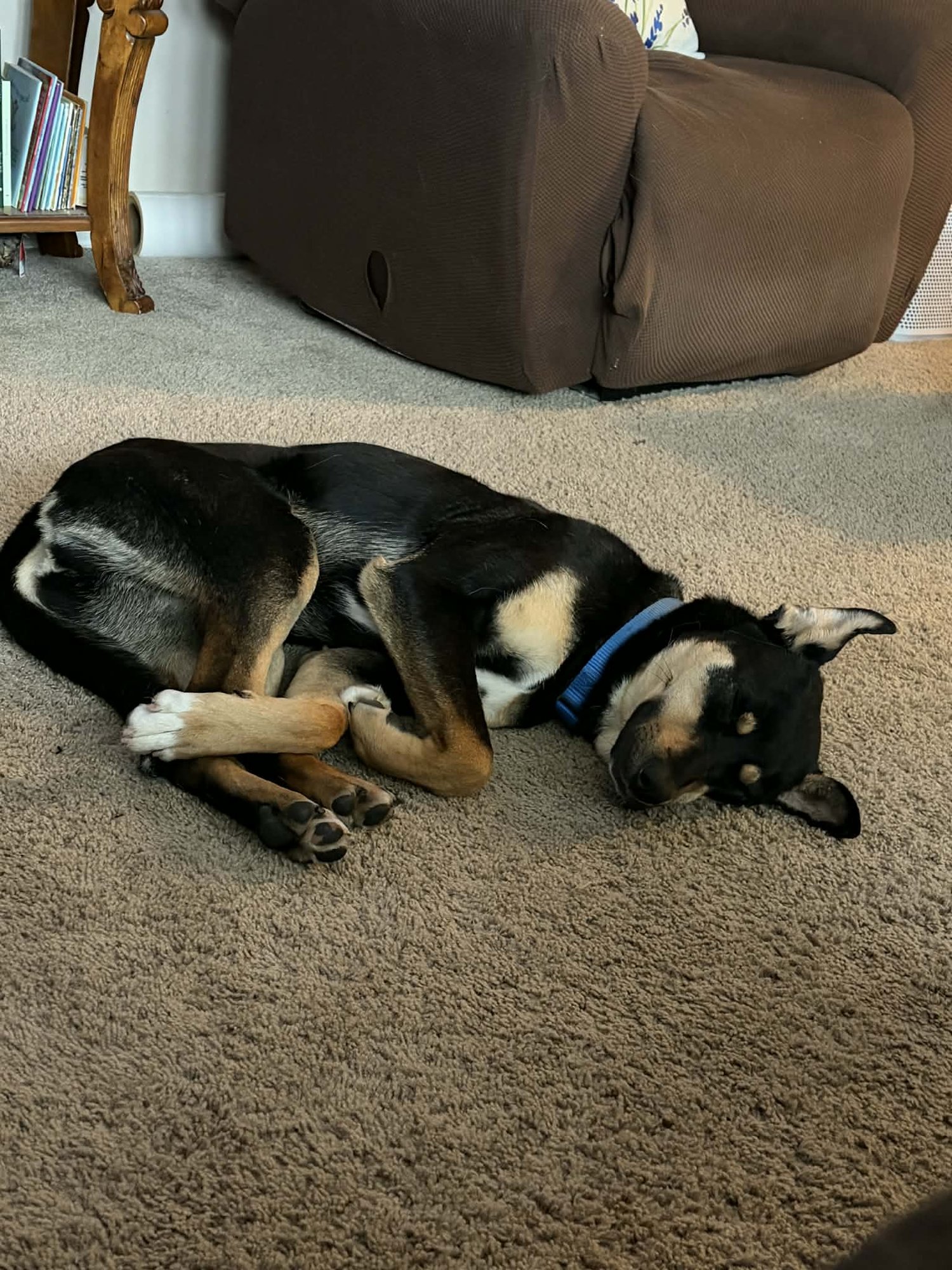 AZULA - Shepherd available for adoption