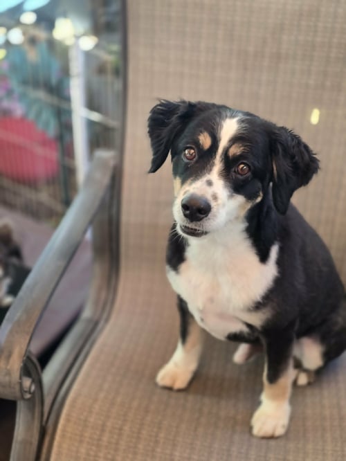 TEDDY MURPHY - Australian Shepherd for adoption in West Jordan