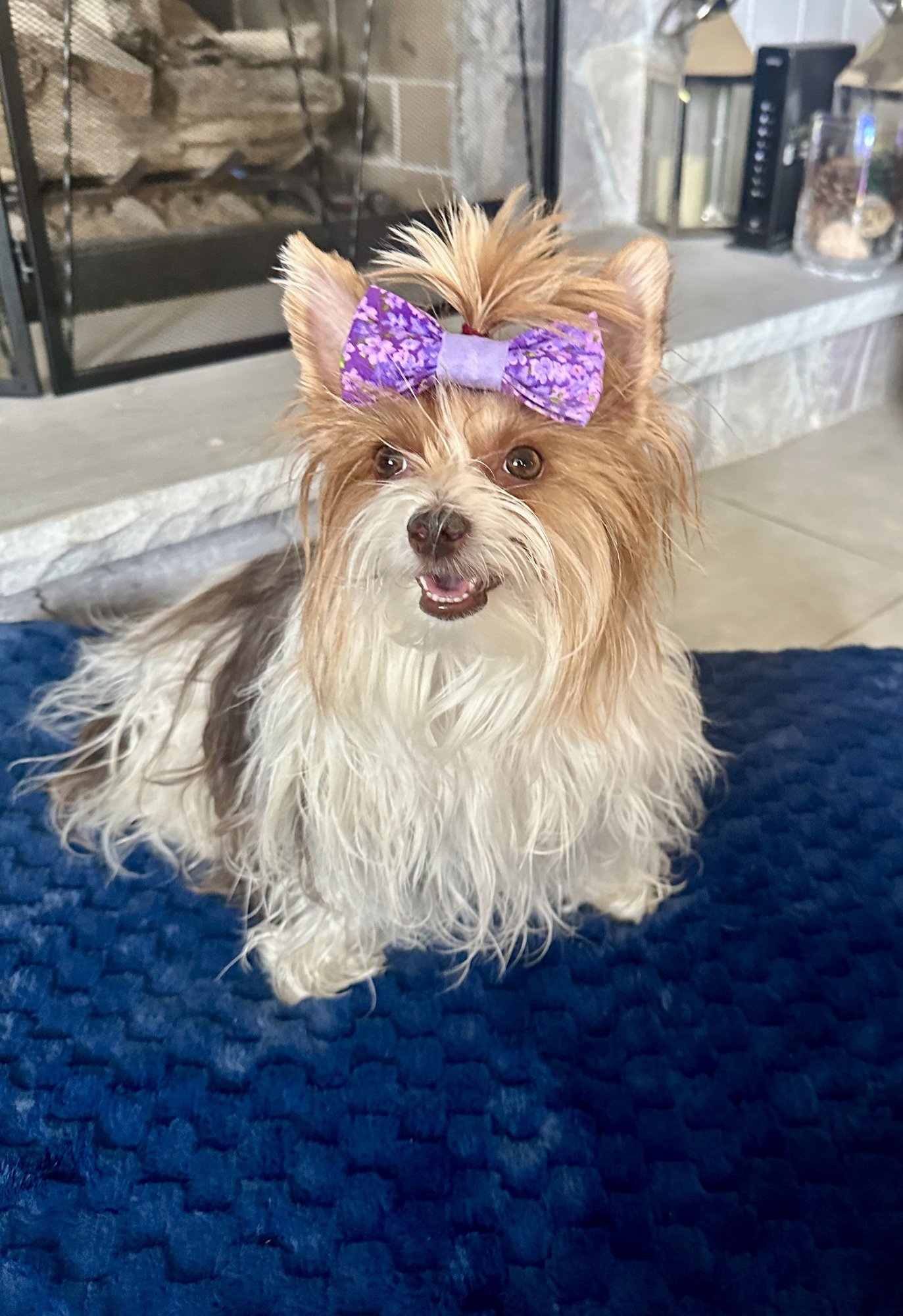 LITTLE MISS GIGI - Biewer available for adoption