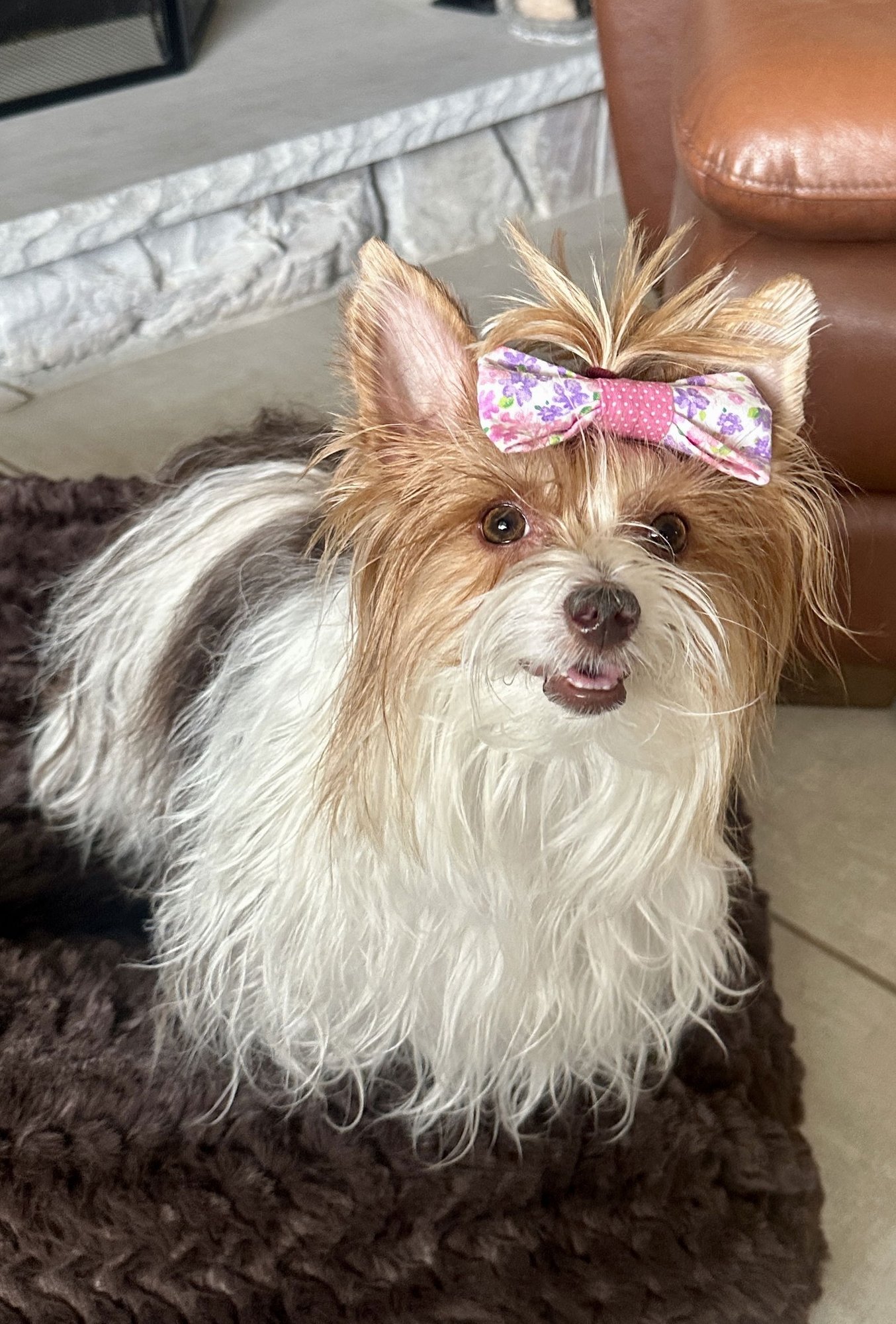 LITTLE MISS GIGI - Biewer available for adoption