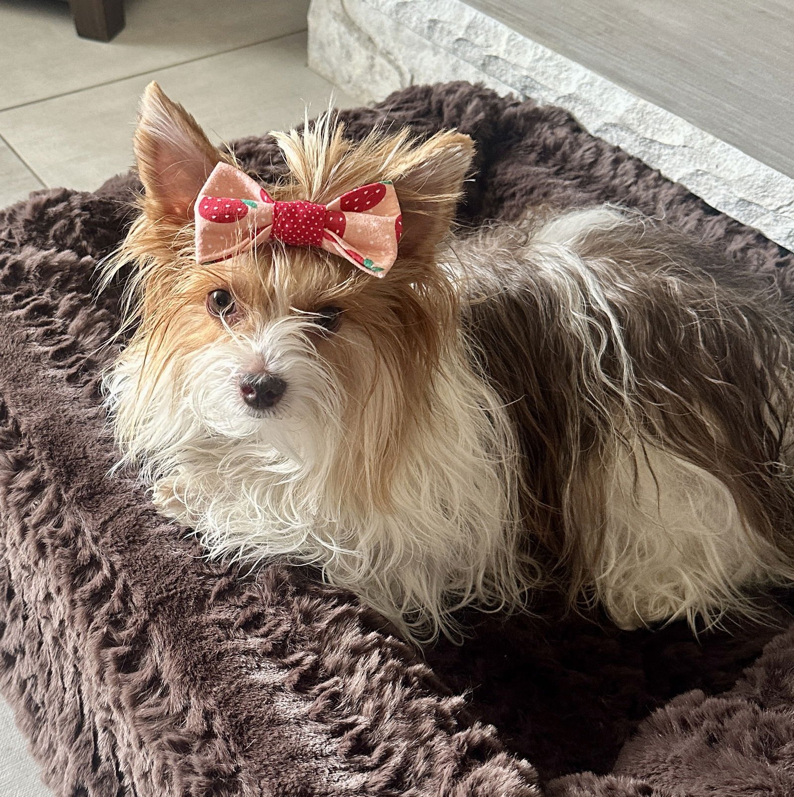 Little Miss Gigi - Photo 3