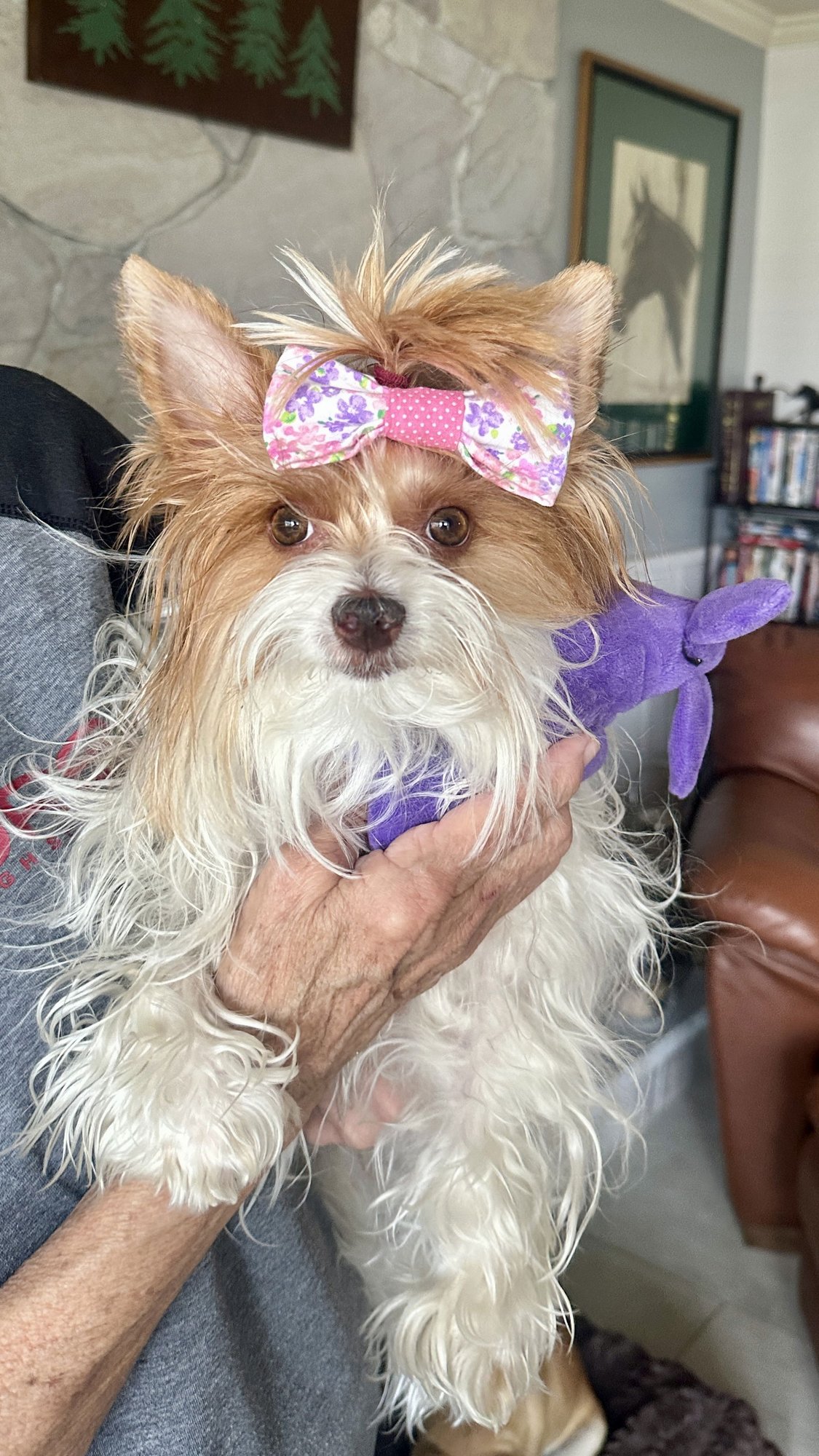 Little Miss Gigi - Photo 4