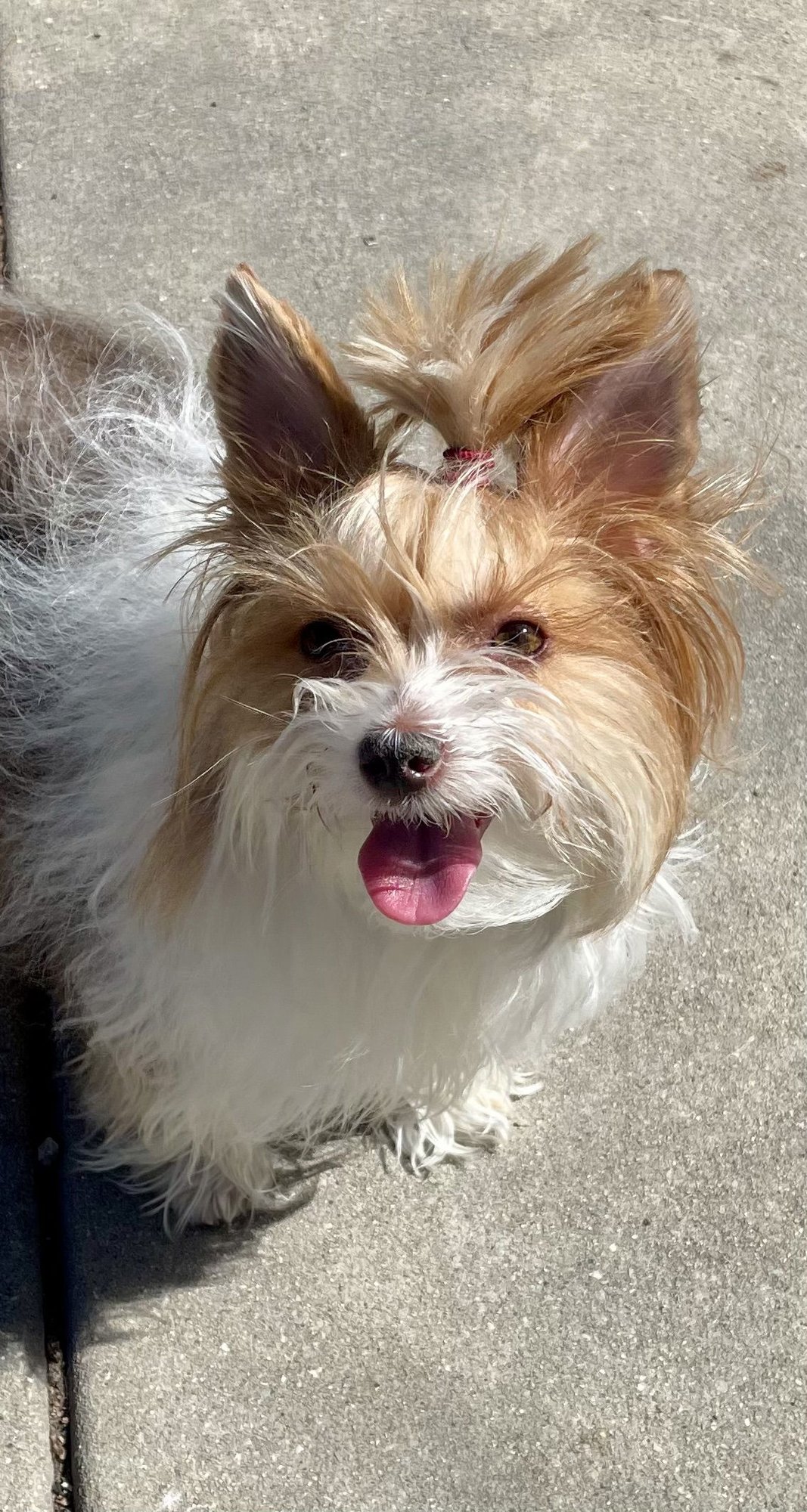 Little Miss Gigi - Photo 5