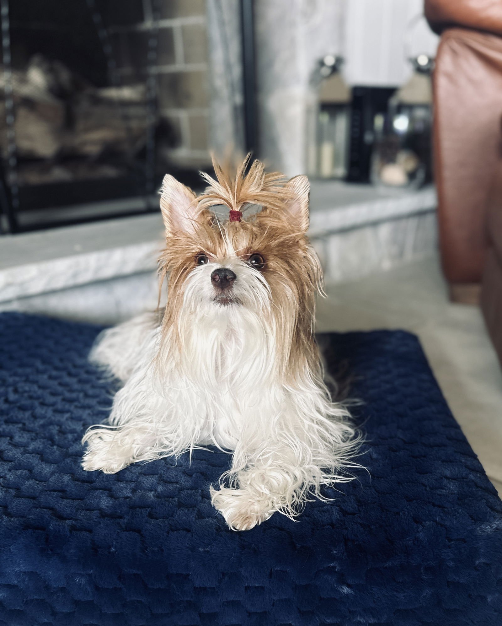 Little Miss Gigi - Photo 6