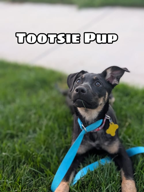 TOOTSIE PUP - German Shepherd Dog / Rottweiler available for adoption