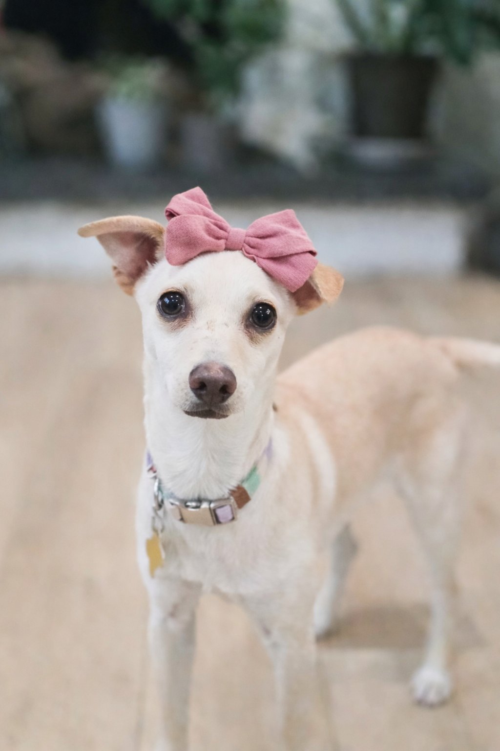 PERLITA - Chihuahua available for adoption