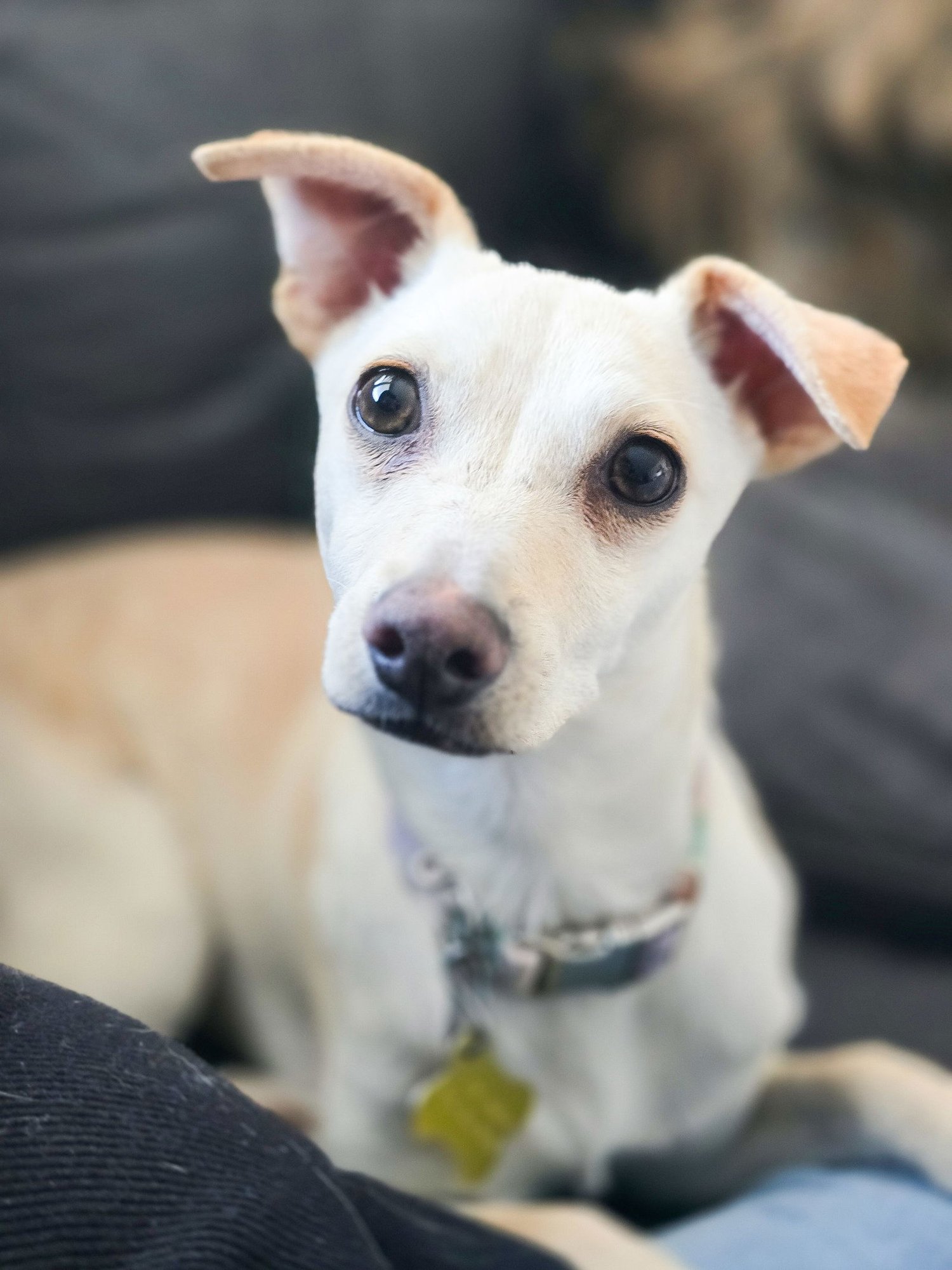 PERLITA - Chihuahua available for adoption