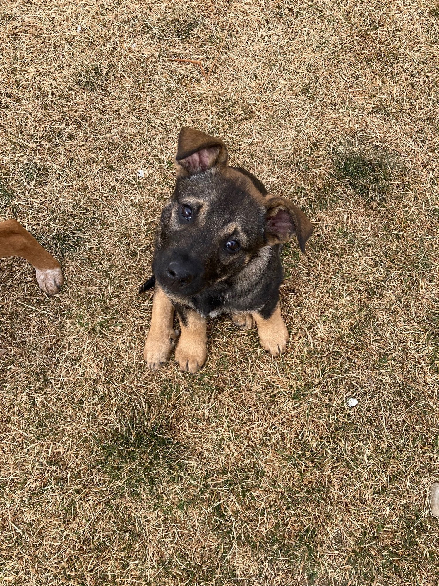 MEELAH - German Shepherd Dog available for adoption