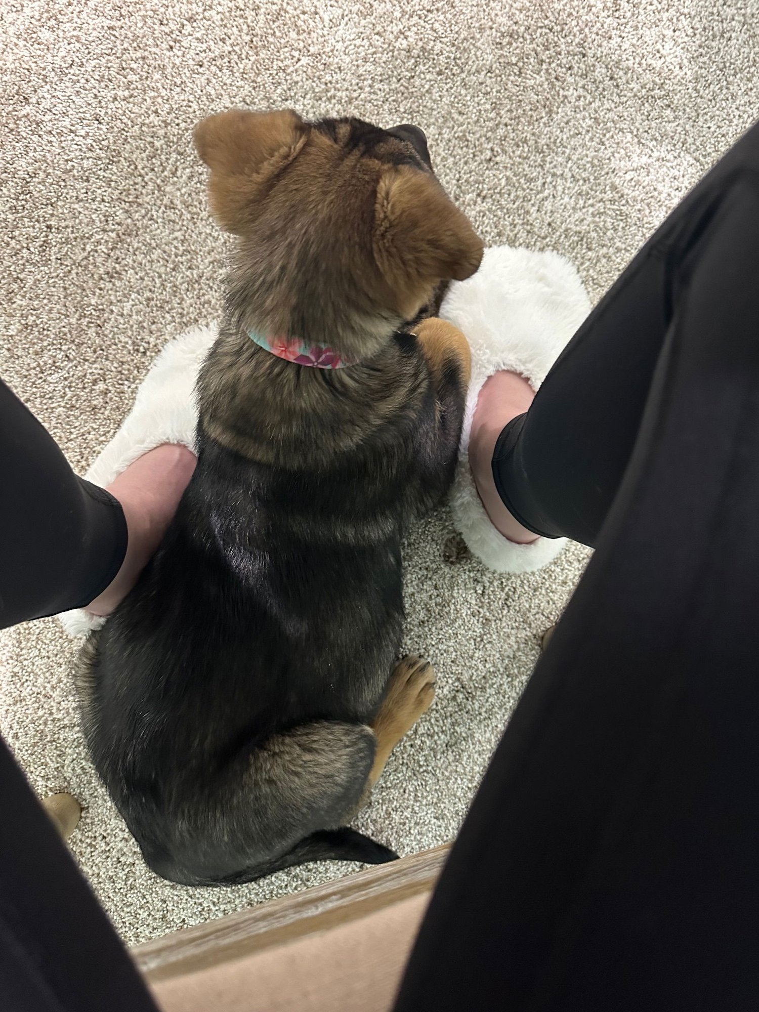 MEELAH - German Shepherd Dog available for adoption