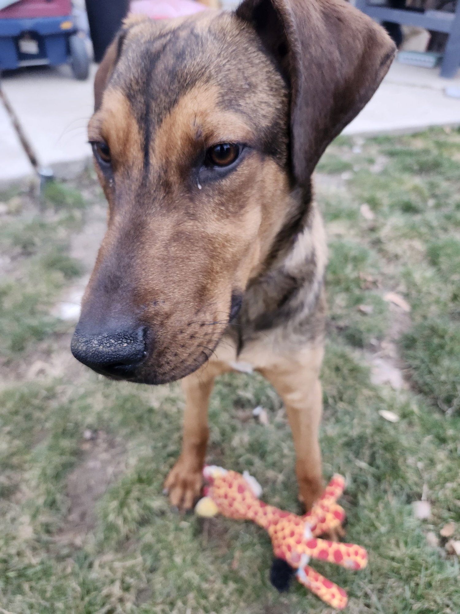 VINNI - Doberman Pinscher available for adoption