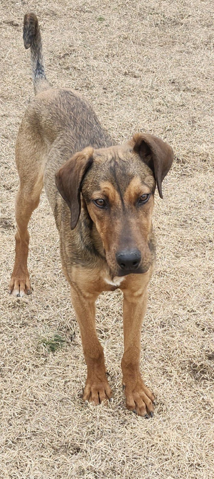 VINNI - Doberman Pinscher available for adoption