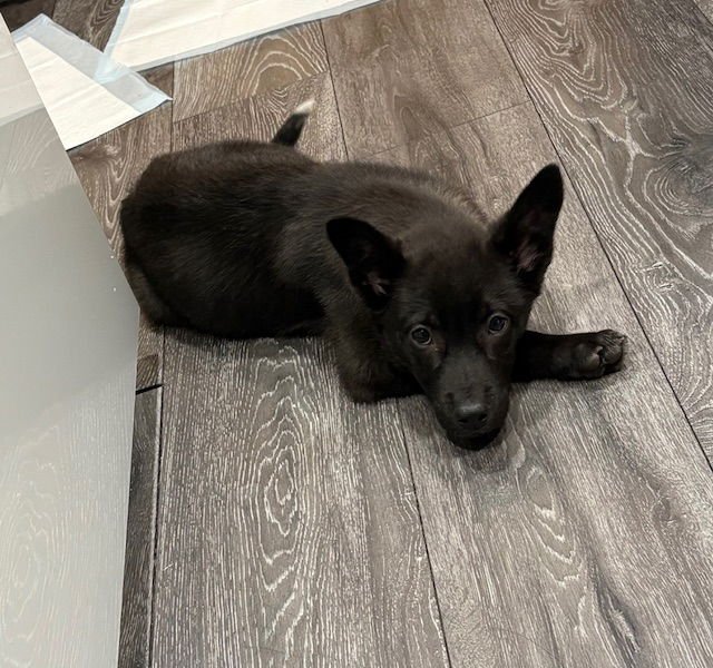 HIMMEL - Cattle Dog available for adoption