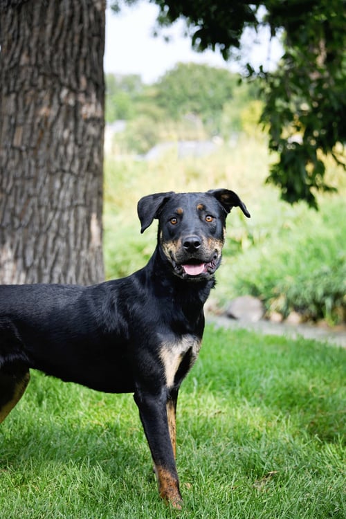 MARCELLUS - Rottweiler available for adoption